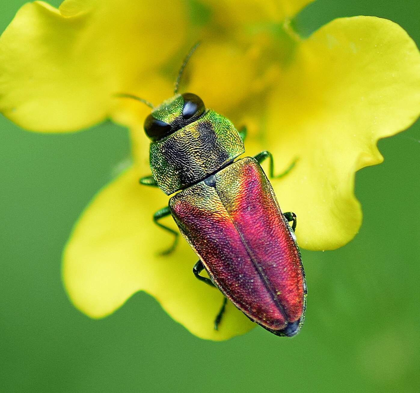 Image of Anthaxia passerinii (Pecchioli 1837)