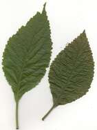 Image of Plectranthus ecklonii Benth.