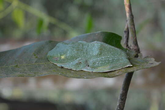 Image of Malabar Gliding Frog