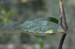 Image of Malabar Gliding Frog