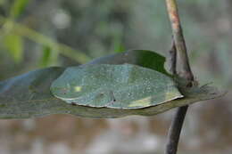 Image of Malabar Gliding Frog