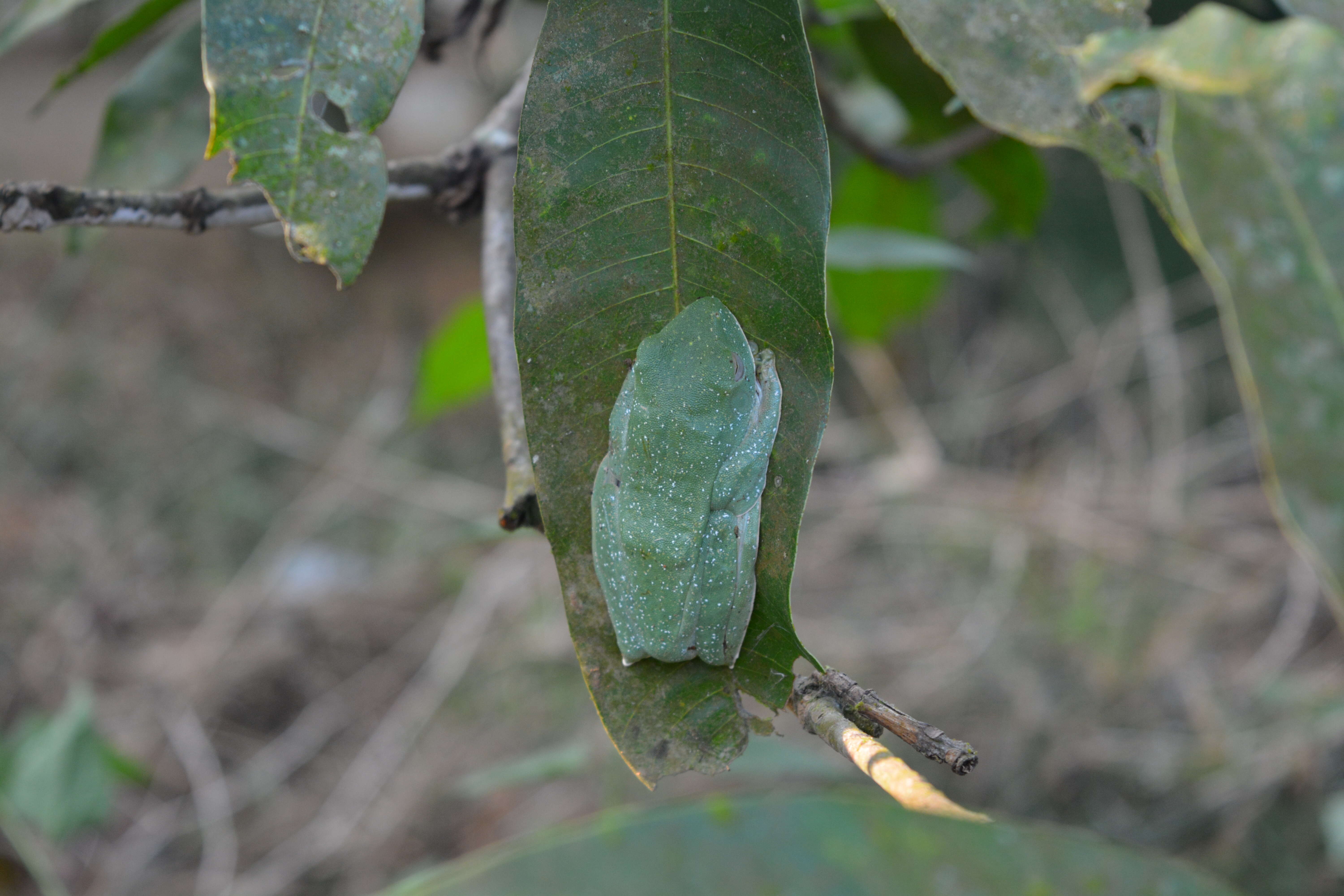 Image of Malabar Gliding Frog