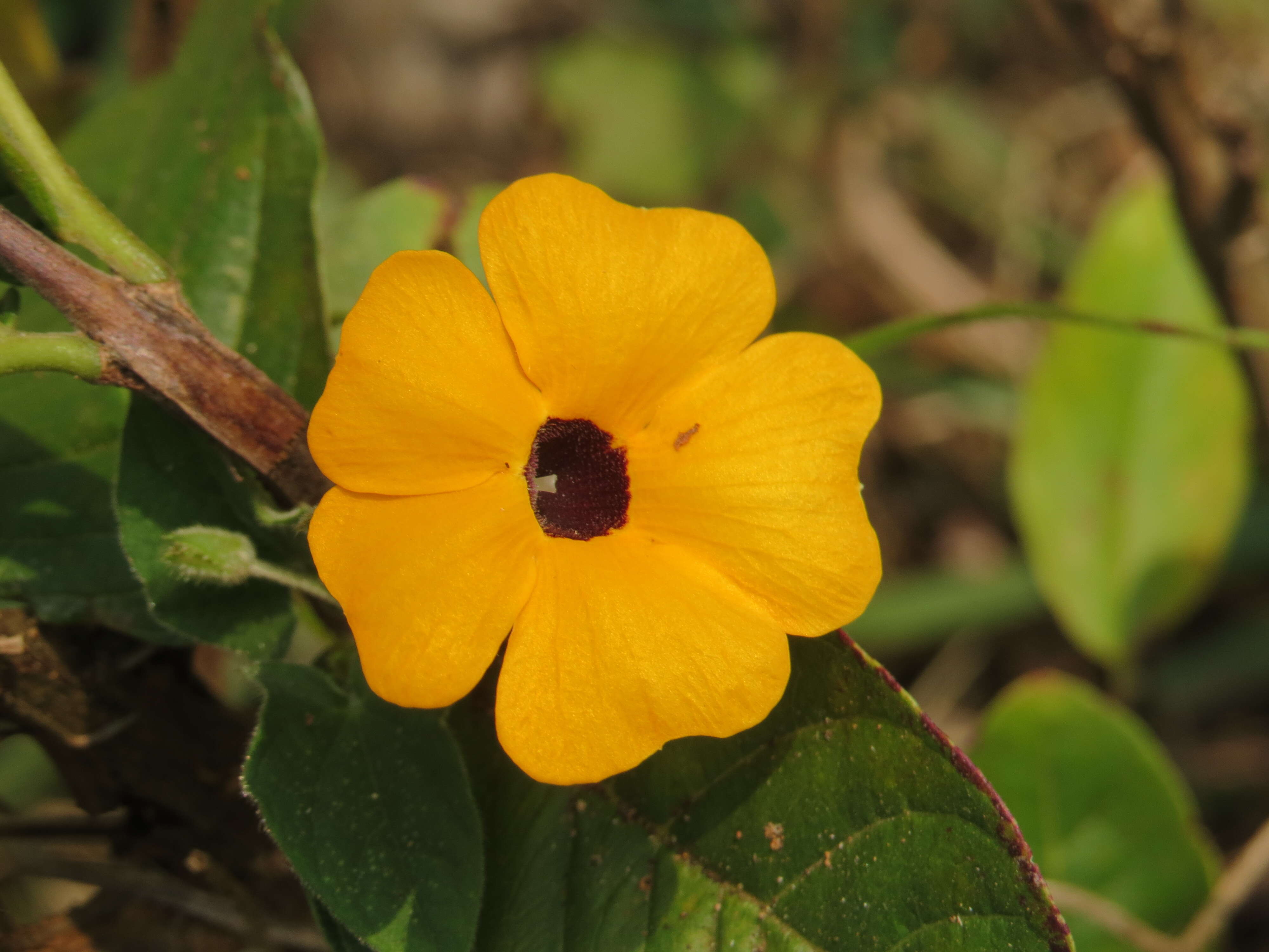 Image of blackeyed Susan vine