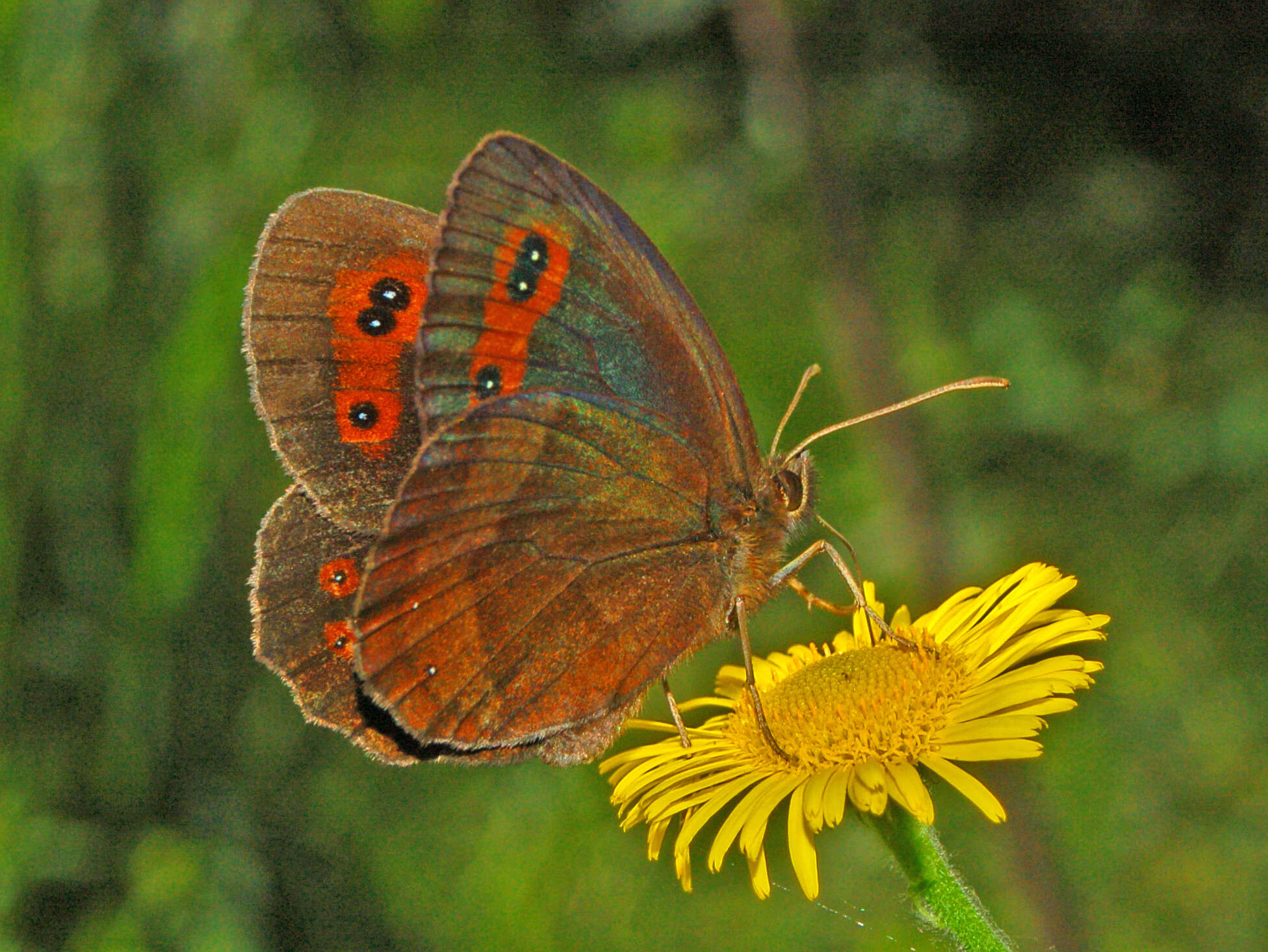 Image of scotch argus