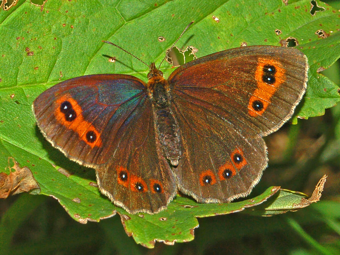 Image of scotch argus