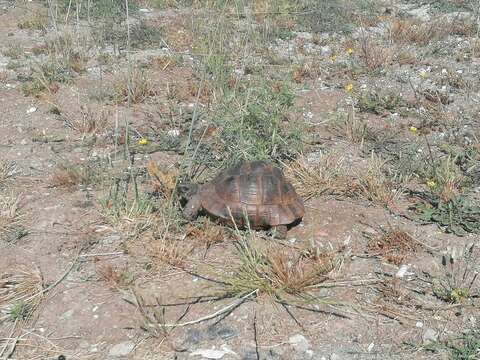 Image of Testudo graeca ibera Pallas 1814