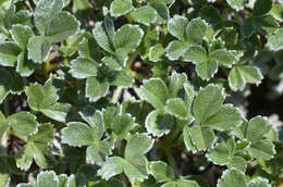 Image of Potentilla oweriniana Rupr. ex Boiss.