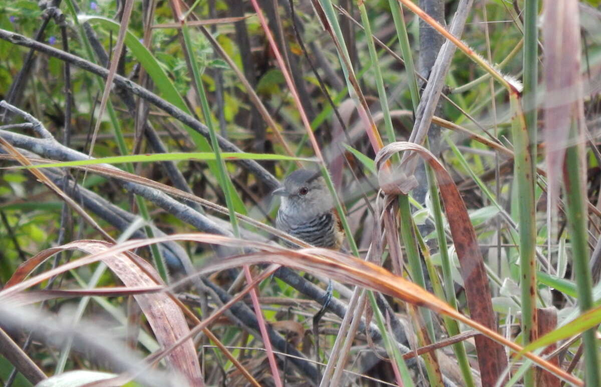 Image of Rufous-winged Antshrike