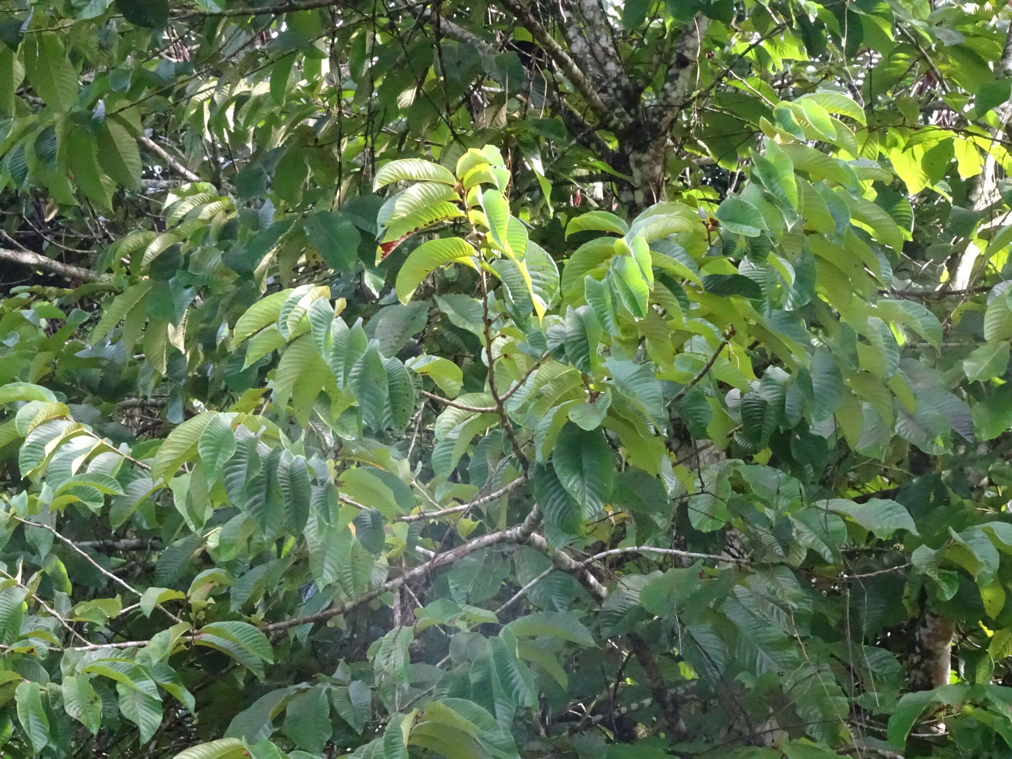 Sivun Annona macroprophyllata Donn. Sm. kuva