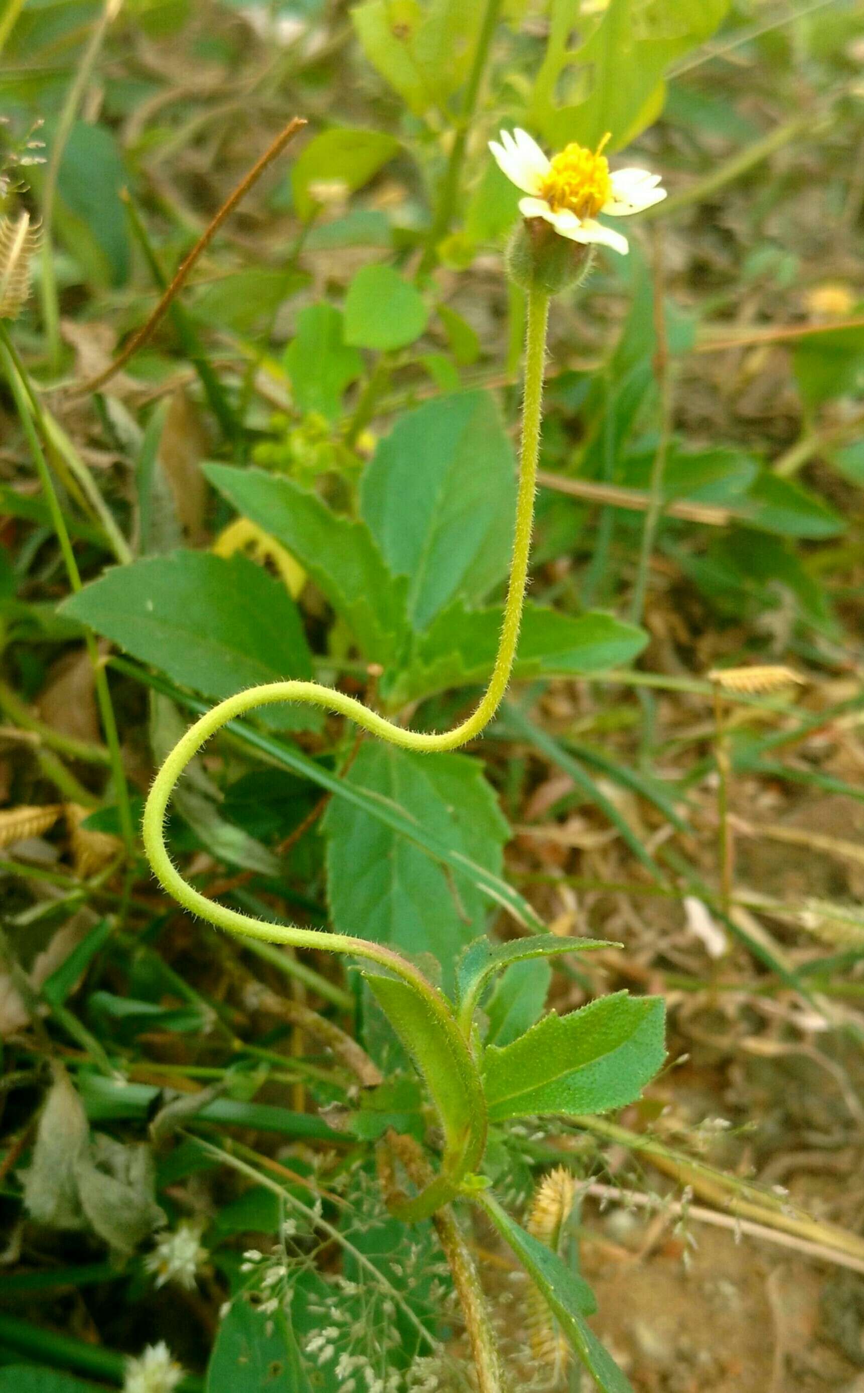 Image de Tridax procumbens L.