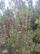 Imagem de Erica platycodon subsp. maderincola (D. C. Mc Clint.) Rivas Mart., Capelo, J. C. Costa, Lousã, Fontinha, R. Jardim & M. Seq.