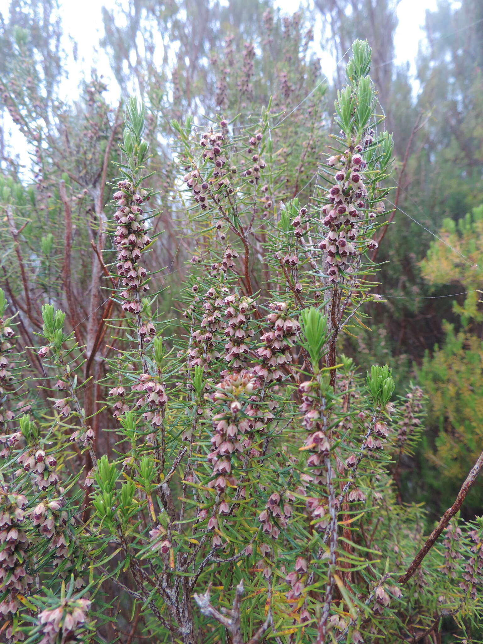 Imagem de Erica platycodon subsp. maderincola (D. C. Mc Clint.) Rivas Mart., Capelo, J. C. Costa, Lousã, Fontinha, R. Jardim & M. Seq.