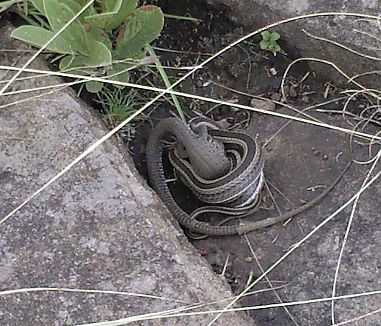 Image of Cross-marked Or Montane Grass Snake