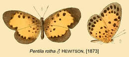 Image of Pentila rotha Hewitson 1873