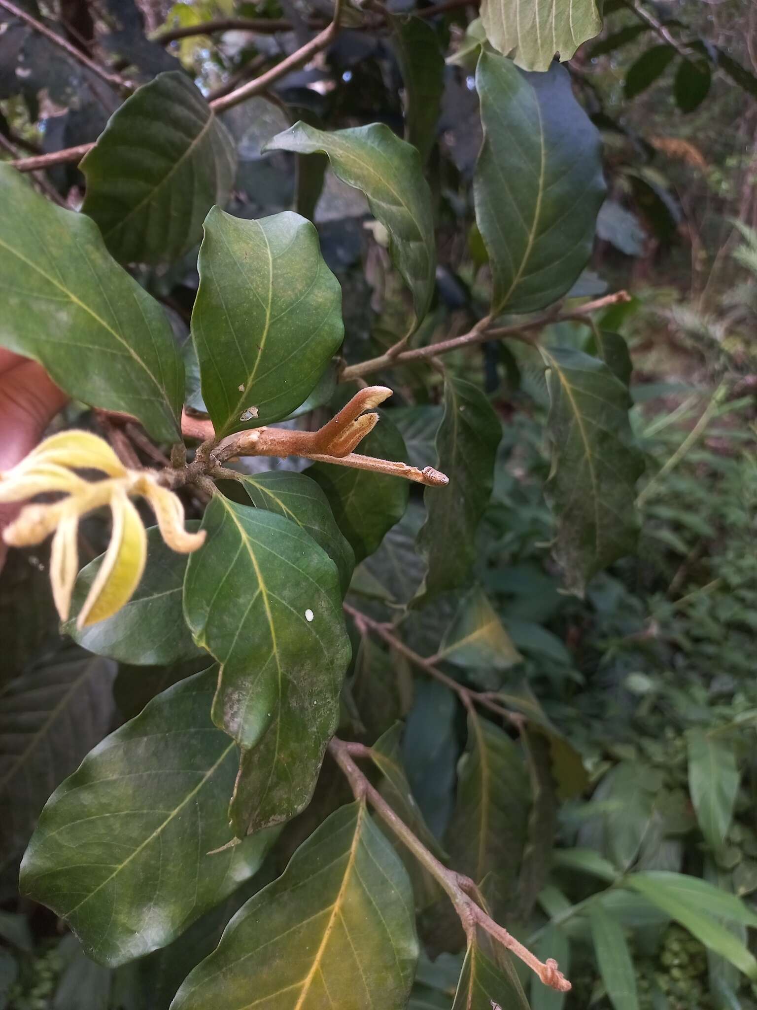 Image of Guarea macrophylla M. Vahl