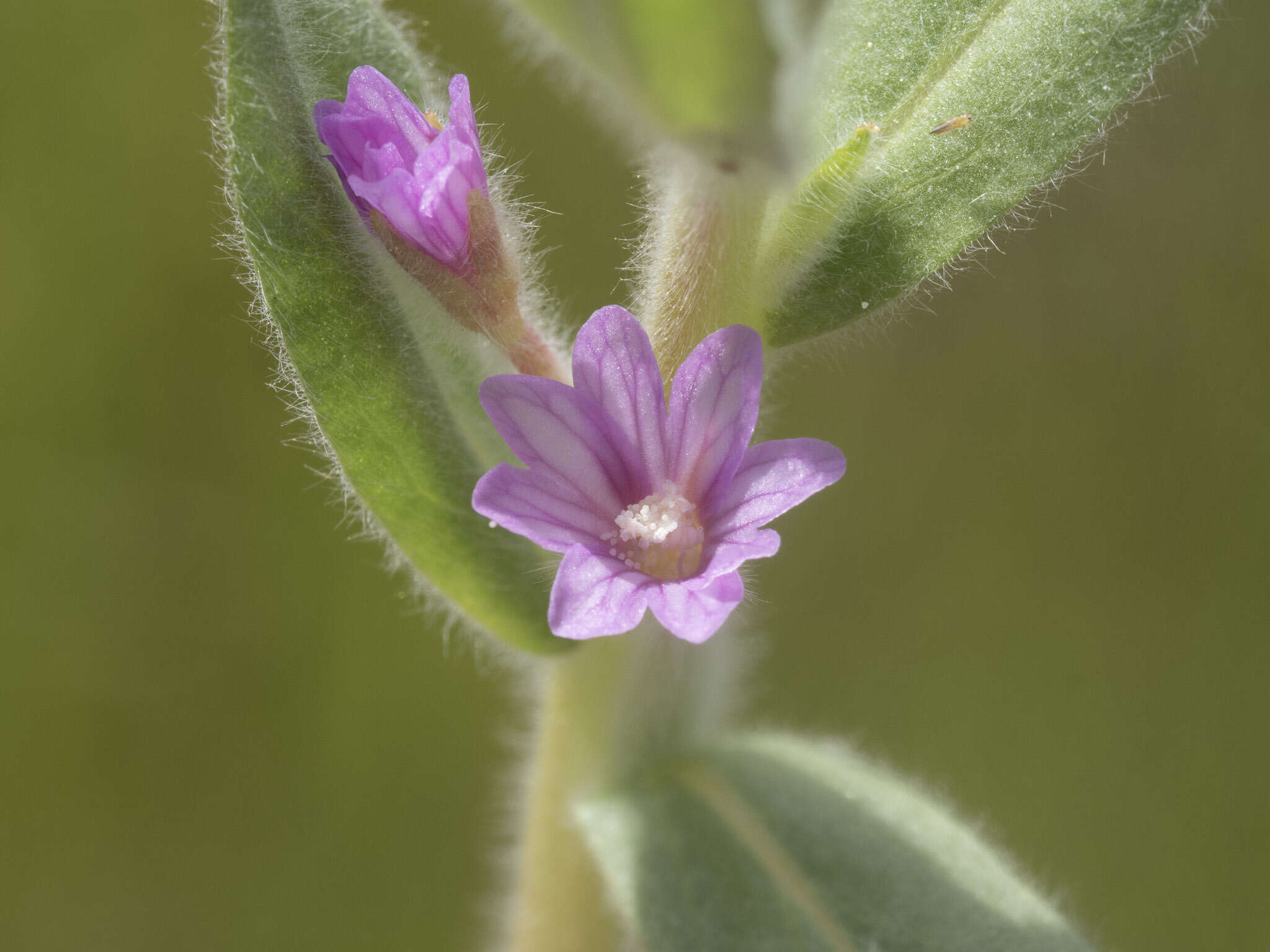 Image of Brook Willowherb