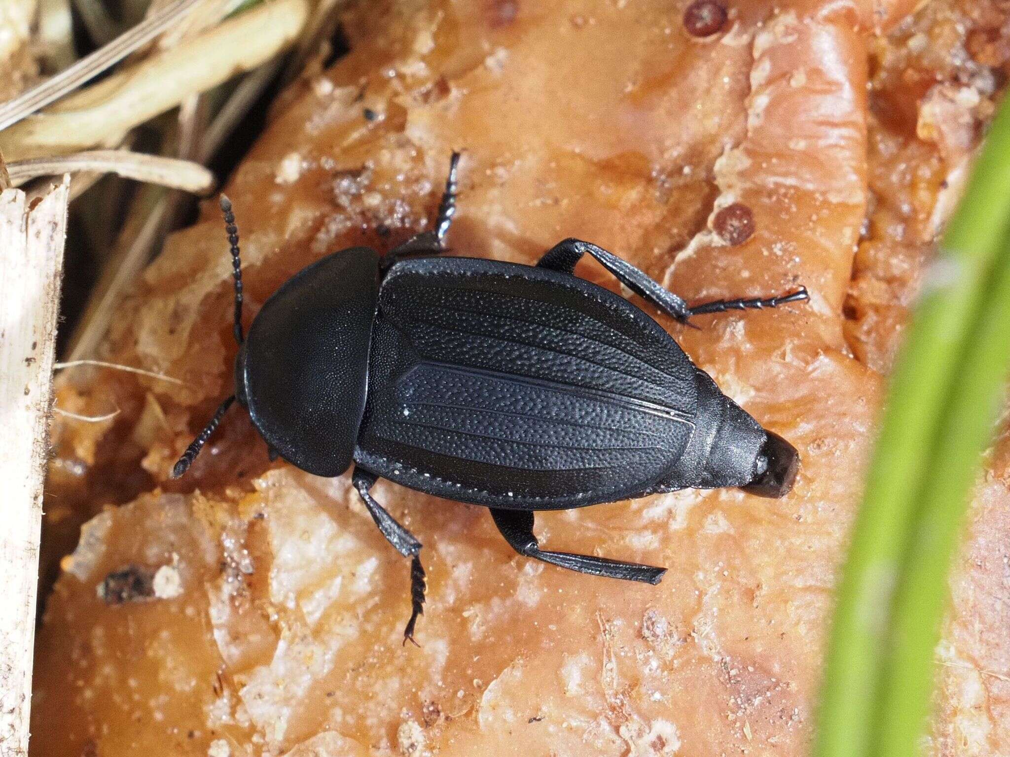 Silpha (Silpha) obscura obscura Linnaeus 1758 resmi