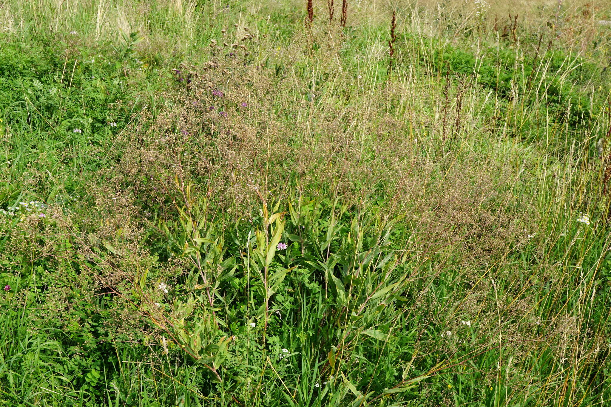 Image of garden baby's-breath