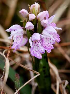 Image de orchis tacheté