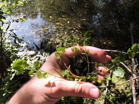 Image of Cardamine dentata Schult.