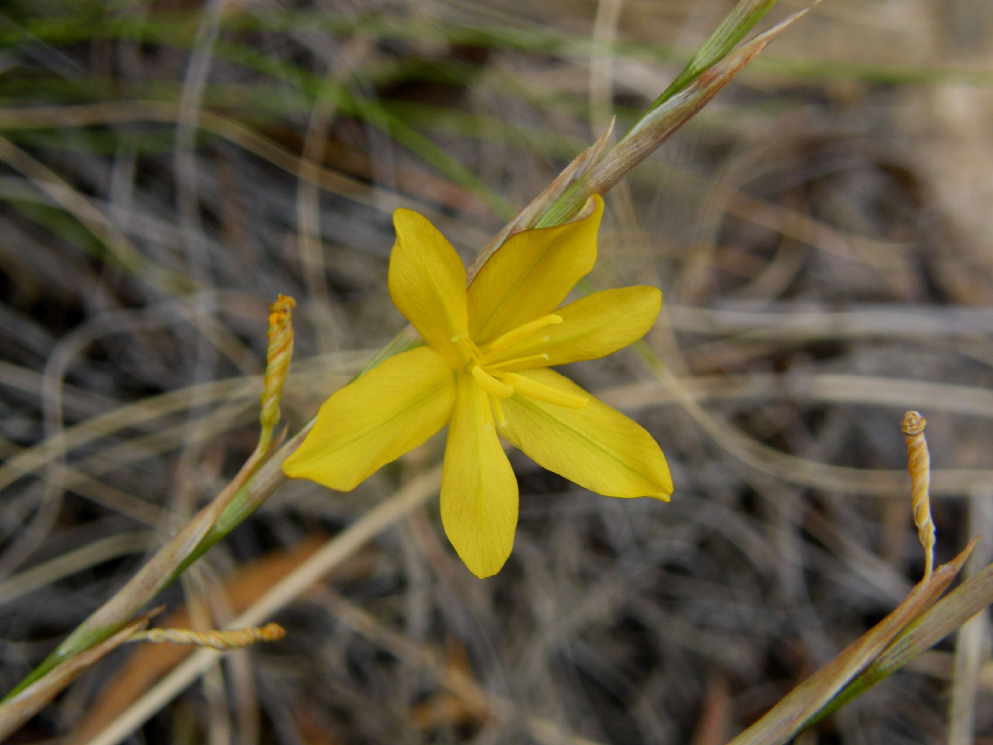 Image of Moraea virgata Jacq.