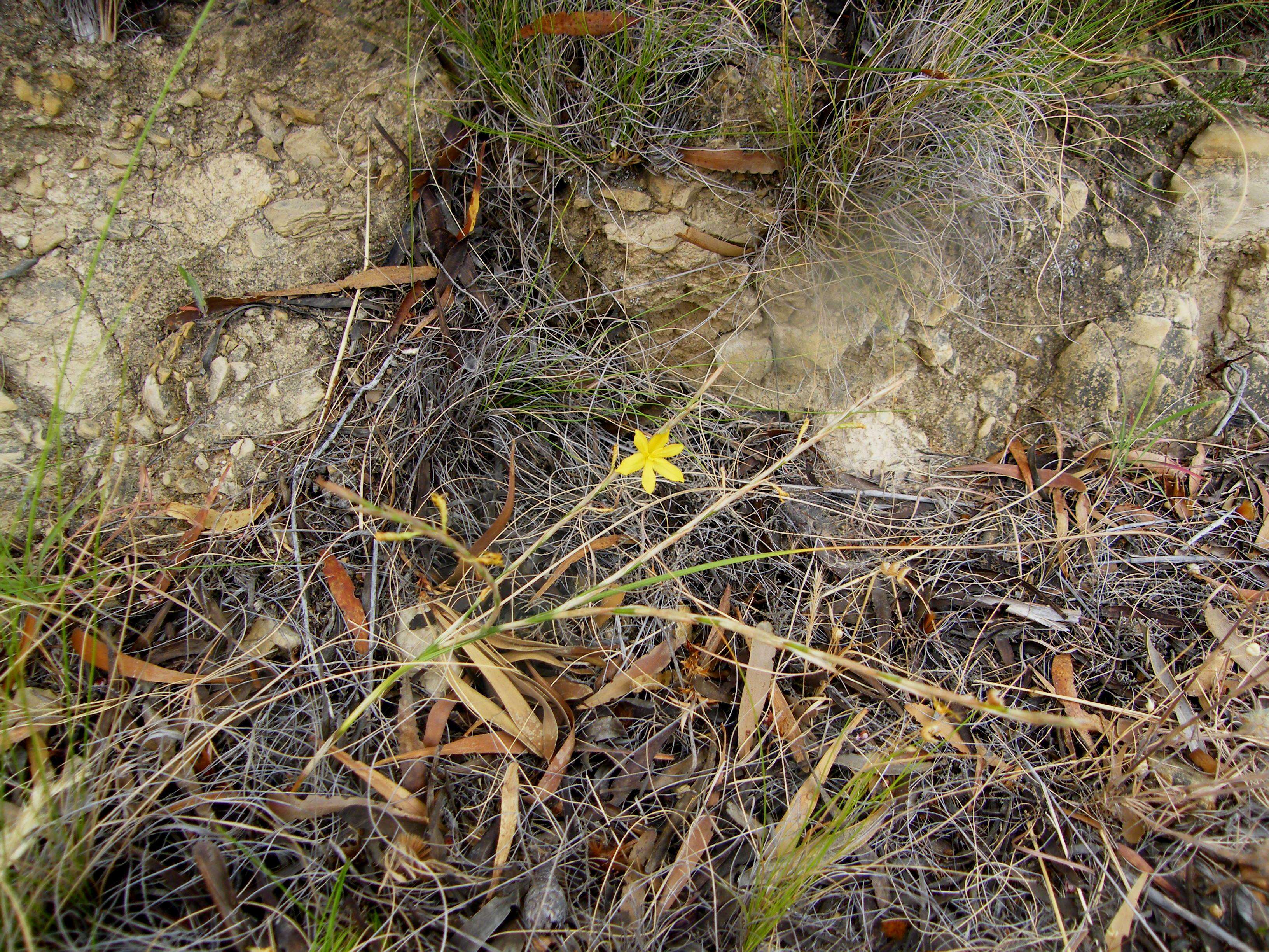 Image of Moraea virgata Jacq.