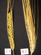 Image of common barley