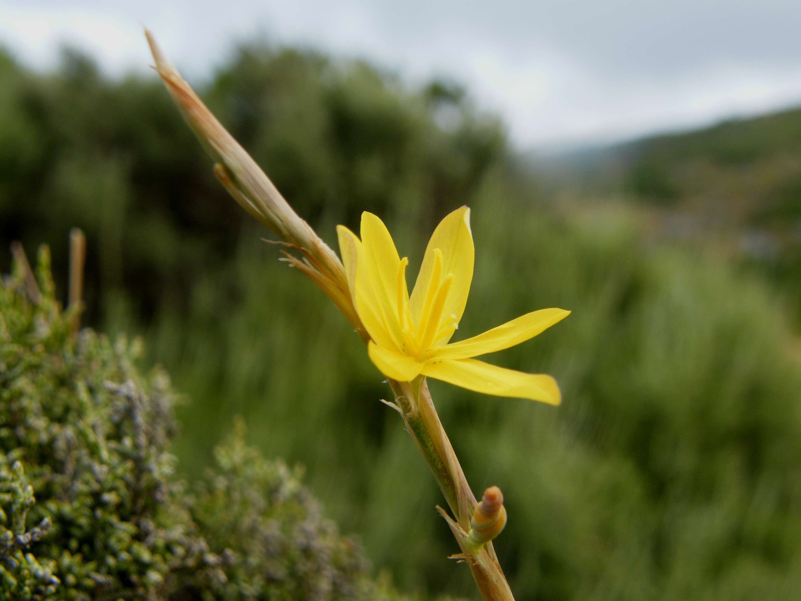 Image of Moraea virgata Jacq.