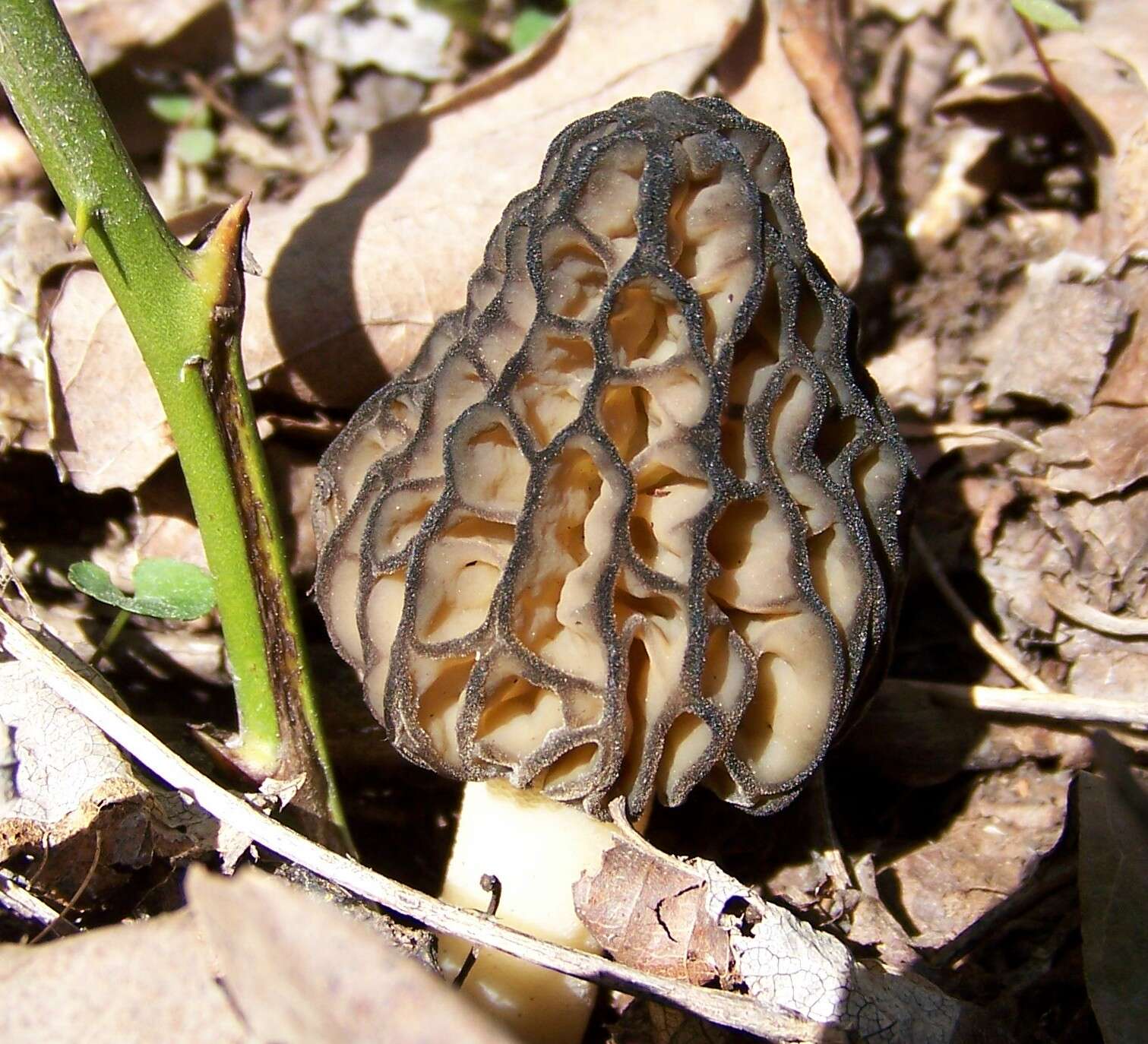 Image of Morchella elata Fr. 1822