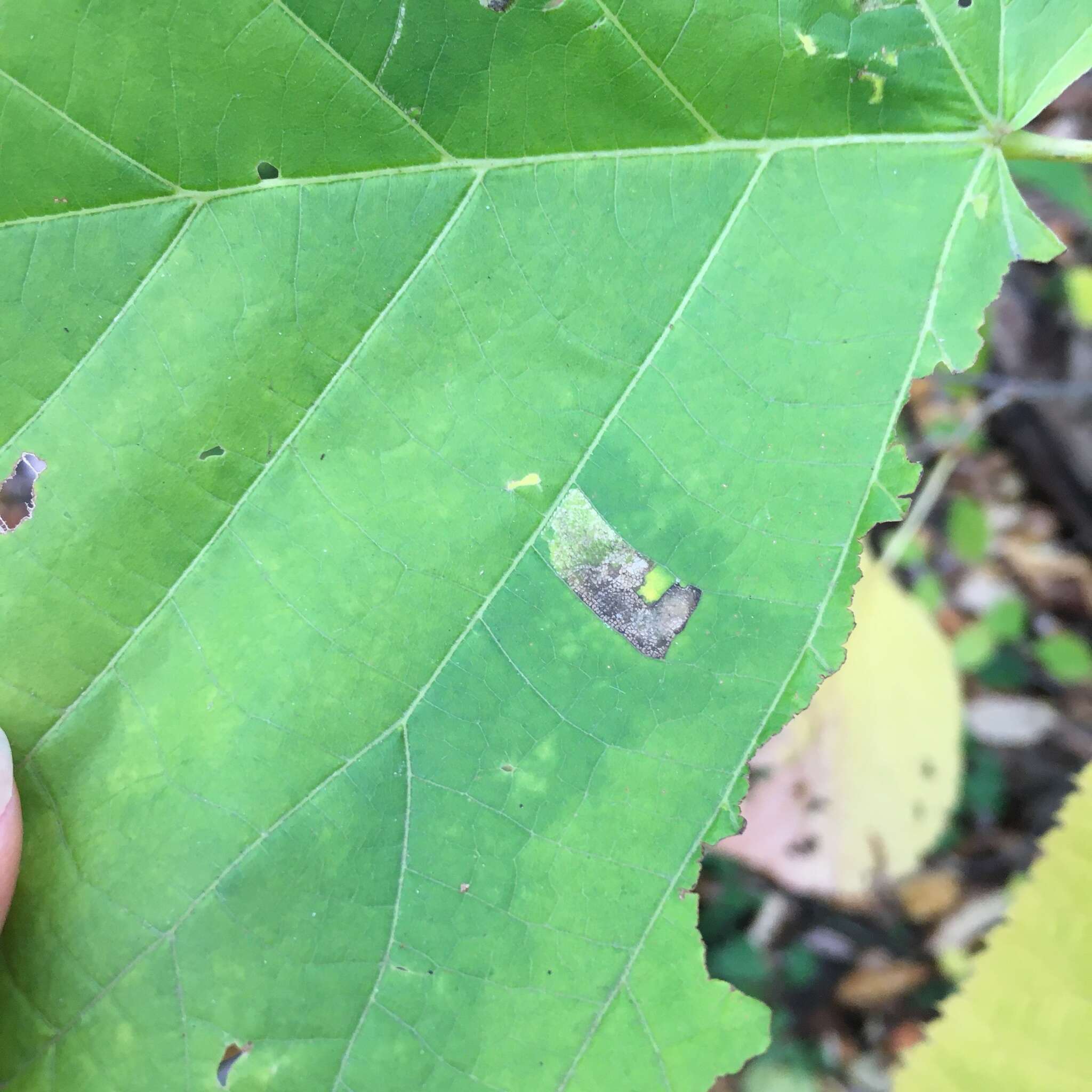 Image of Stigmella argentifasciella (Braun 1912) Newton et al. 1982