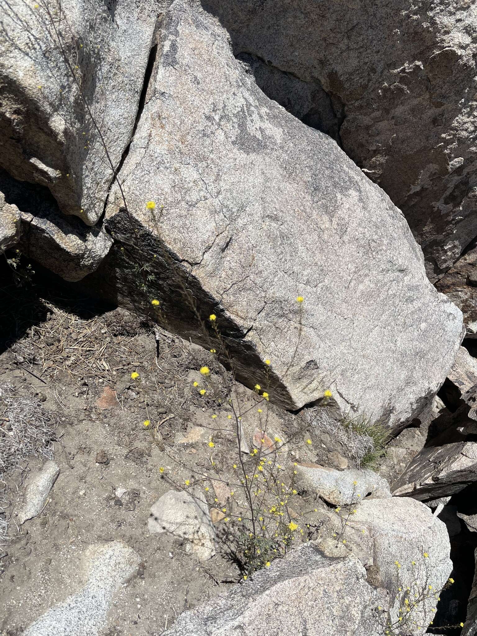 Image of California Tansy-mustard