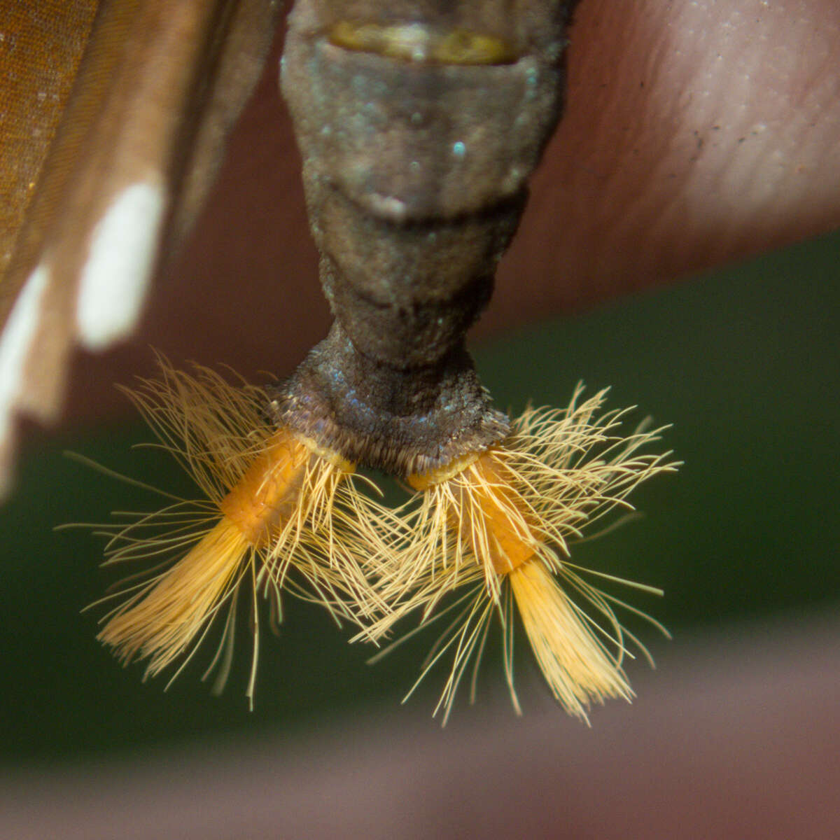 Image of <i>Euploea core godartii</i>