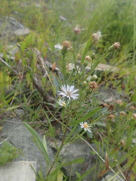 Image of Anticosti Island aster