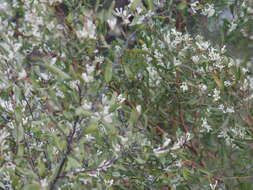 Image de Hakea trifurcata (Sm.) R. Br.