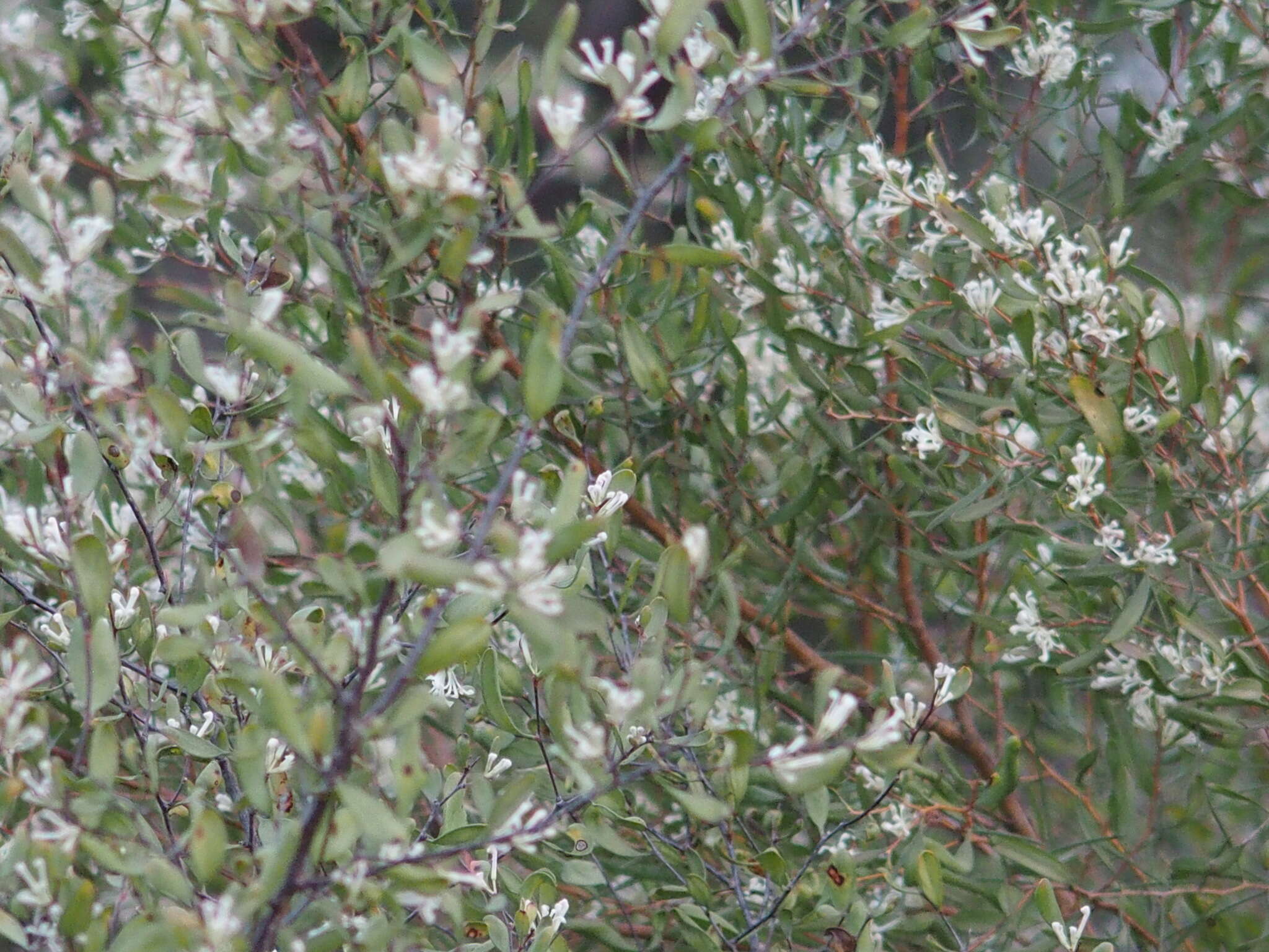 Image de Hakea trifurcata (Sm.) R. Br.