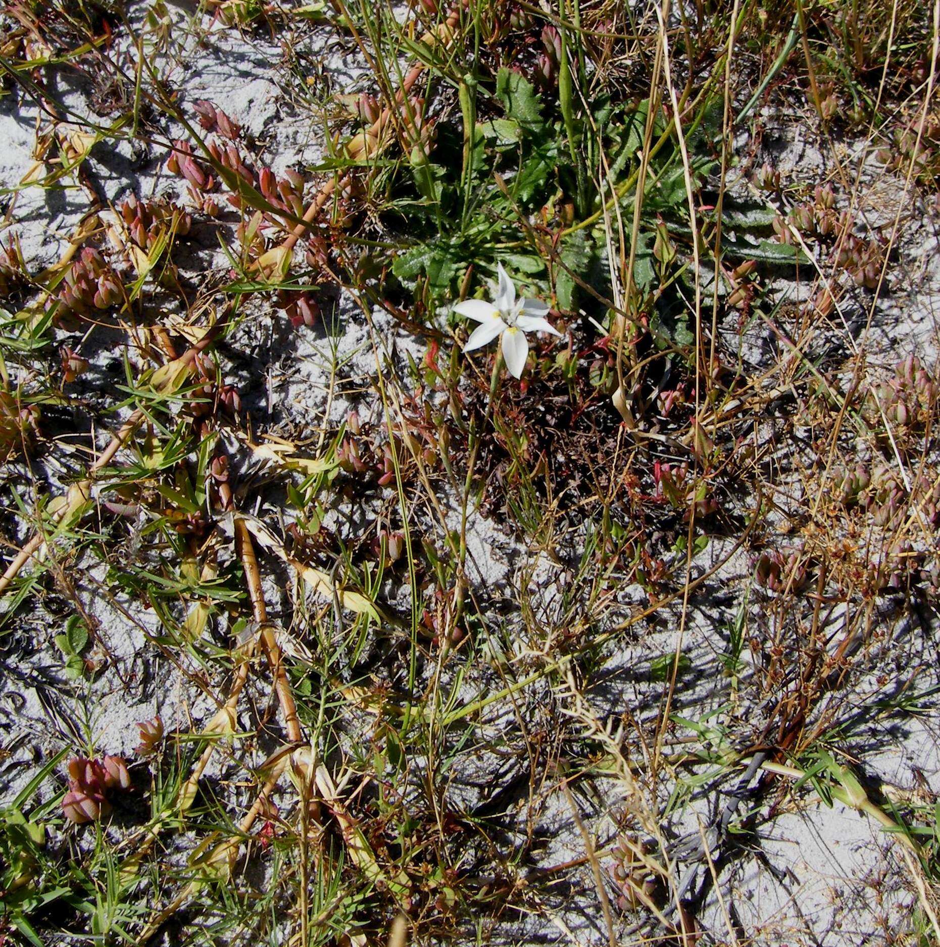 Image of Moraea viscaria (L. fil.) Ker Gawl.