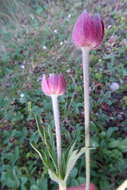 Image of Pacific anemone