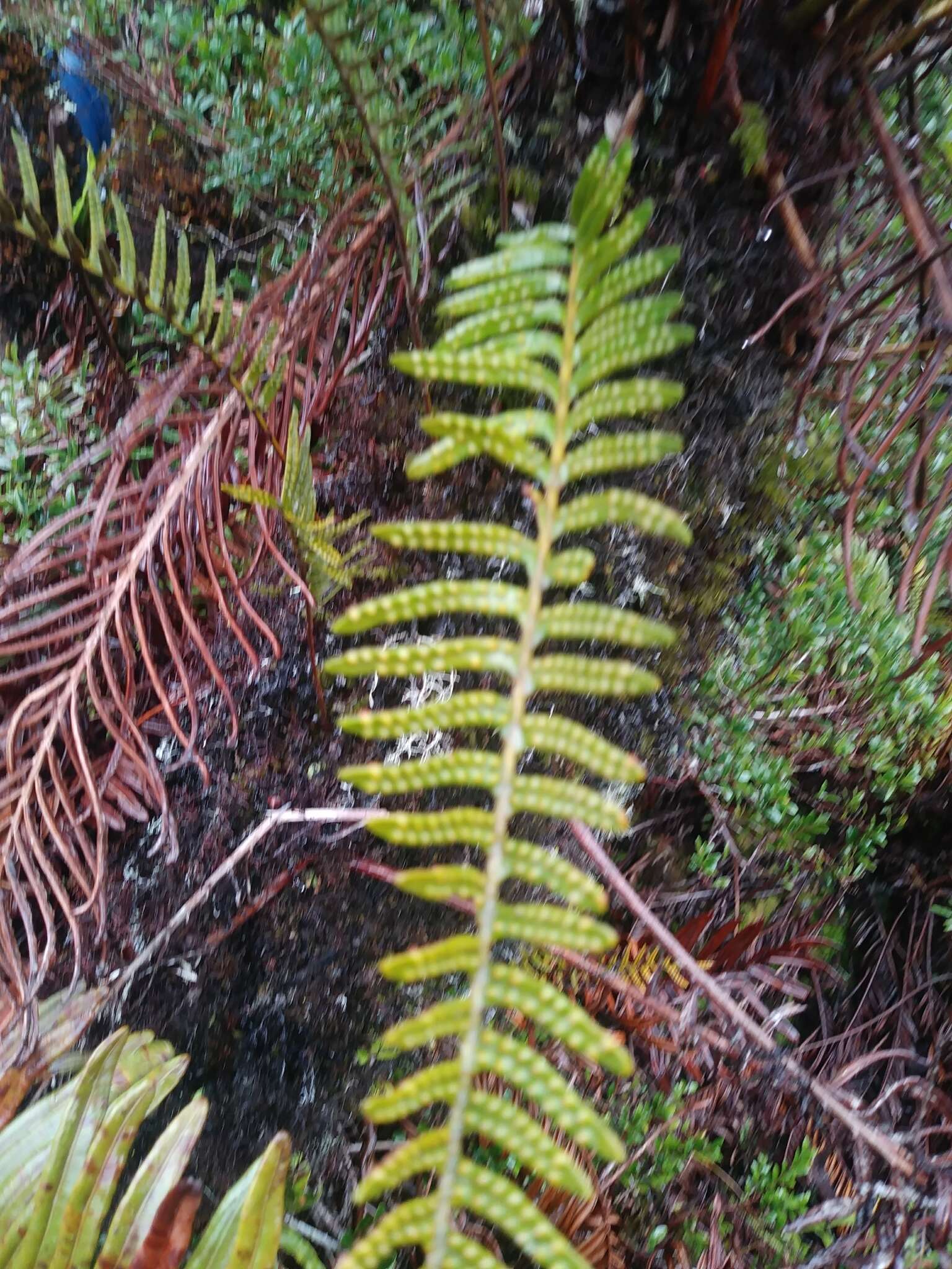 Image of Pleopeltis macrolepis (Maxon) A. R. Sm. & Tejero