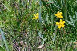 Image of plantainleaf buttercup