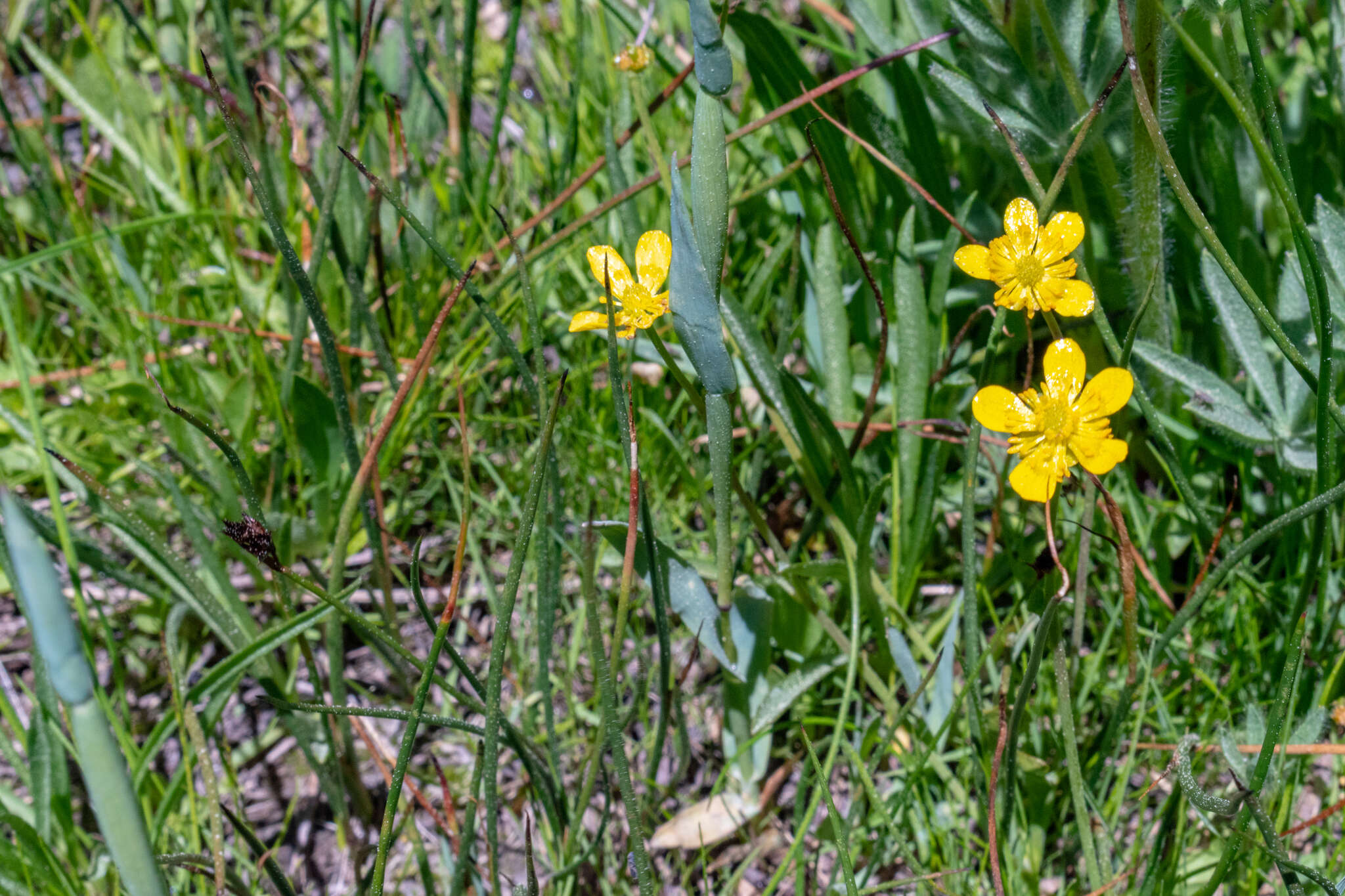 Image of plantainleaf buttercup