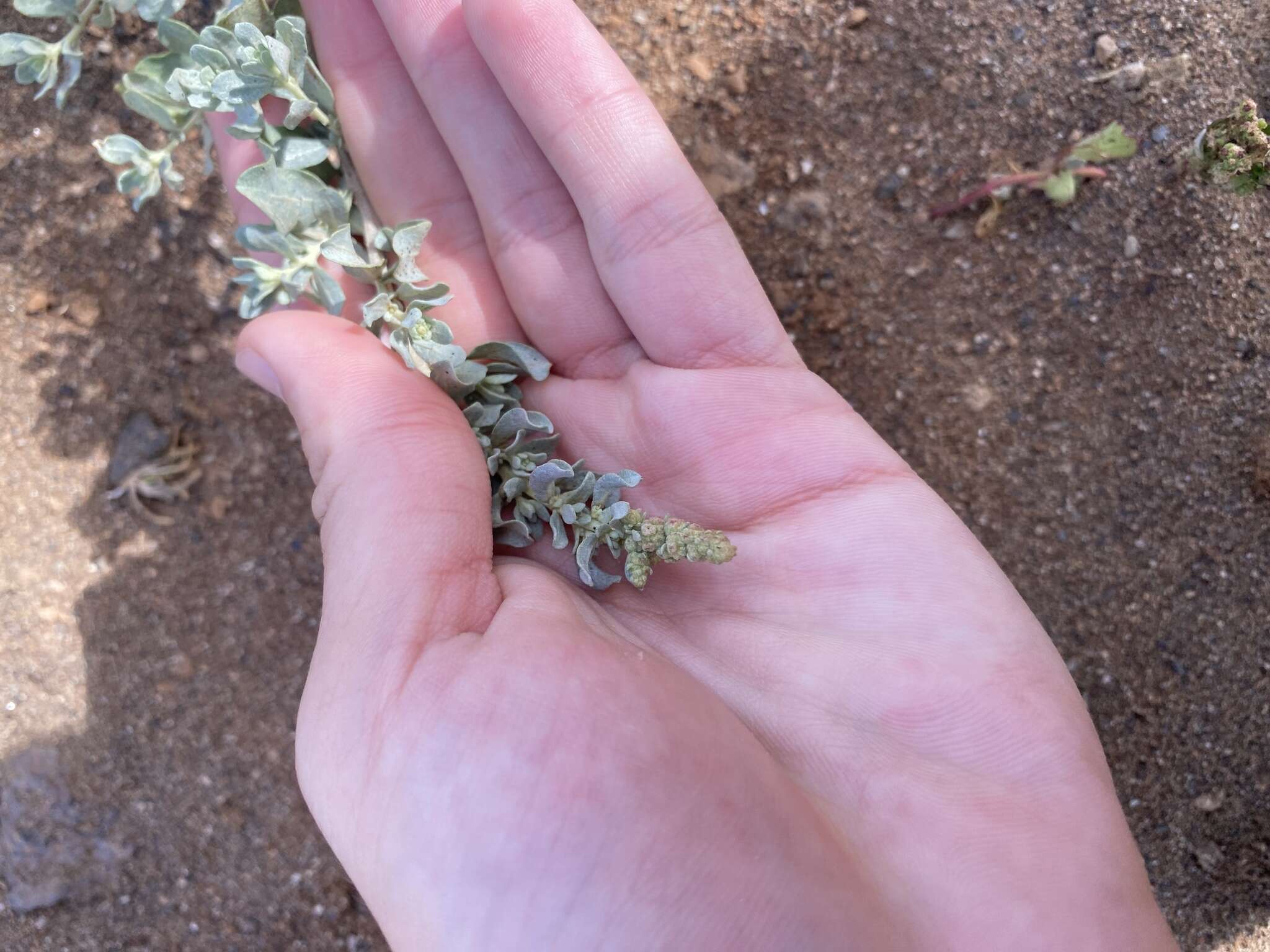 Imagem de Atriplex glauca subsp. ifniensis (Caball.) S. Rivas-Martínez et al.