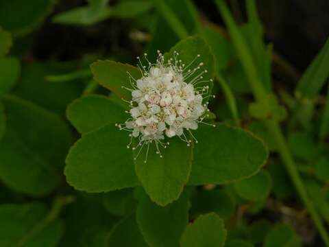 Image of Steven's Meadowsweet