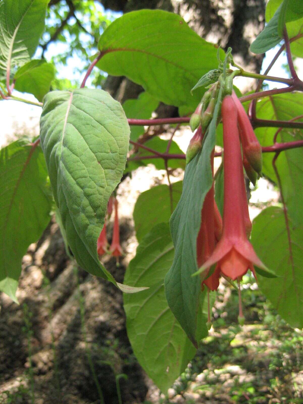 Image of Fuchsia