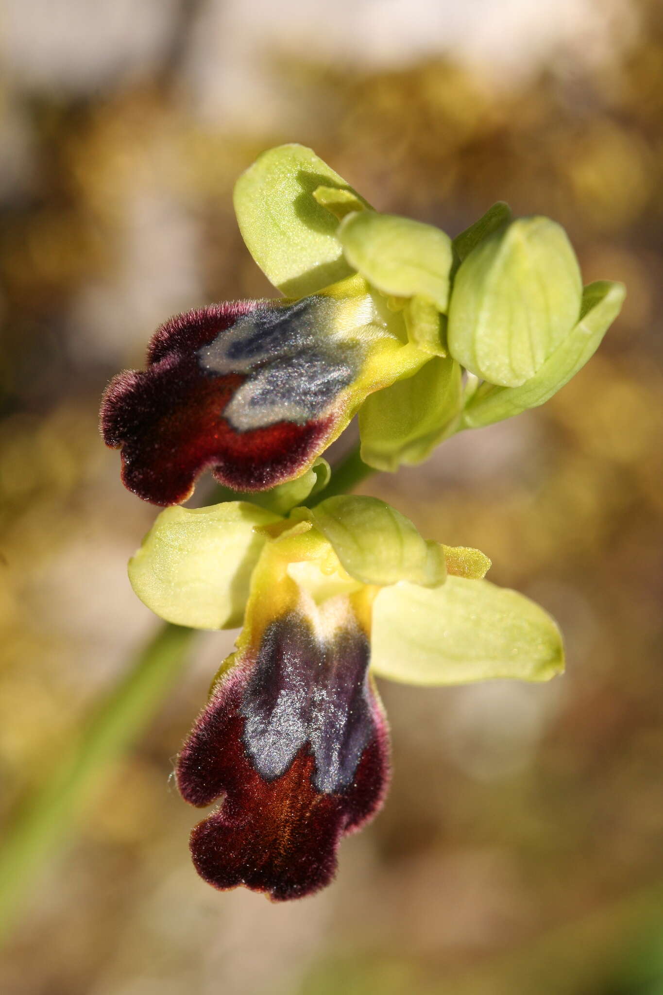 Image of Ophrys fusca subsp. fusca