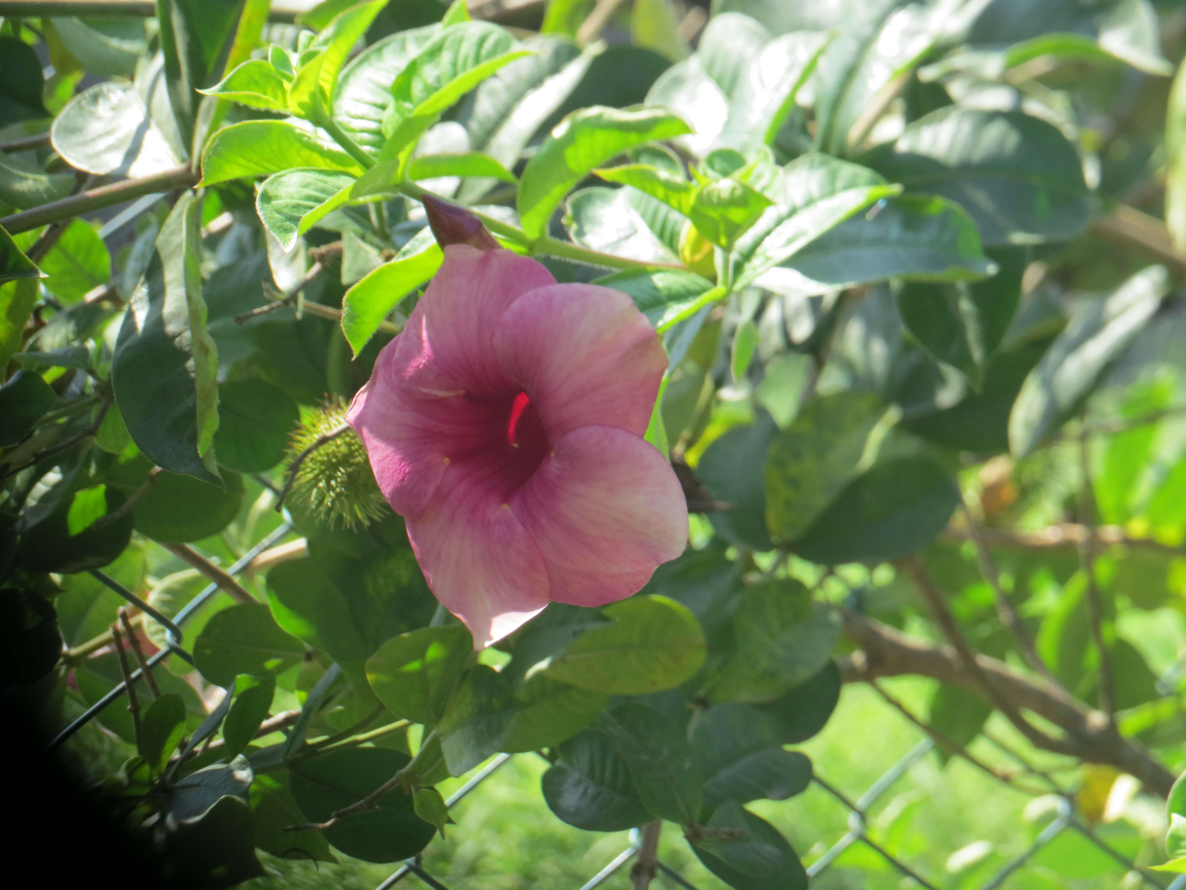 Image of purple allamanda