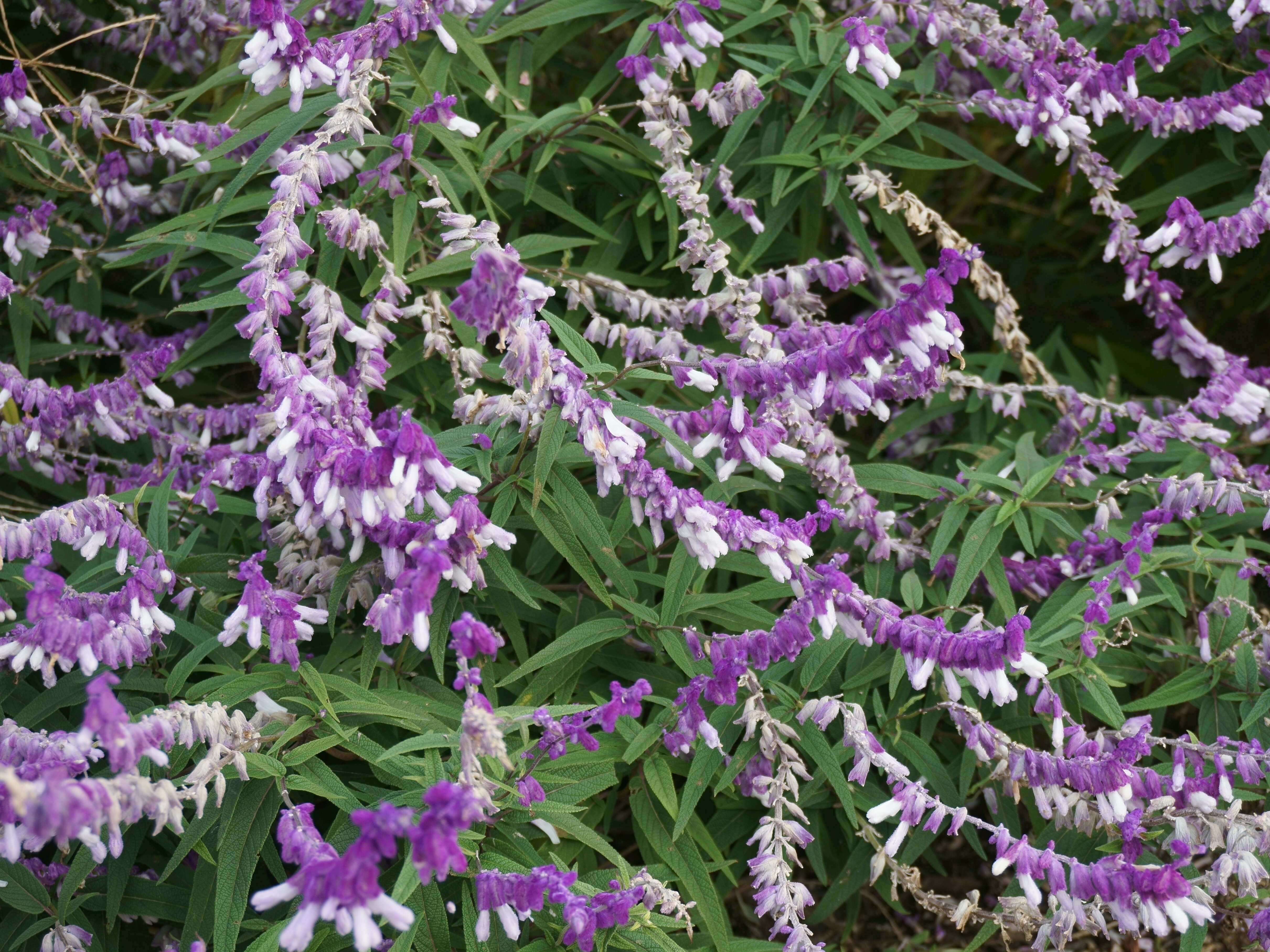 Imagem de Salvia leucantha Cav.