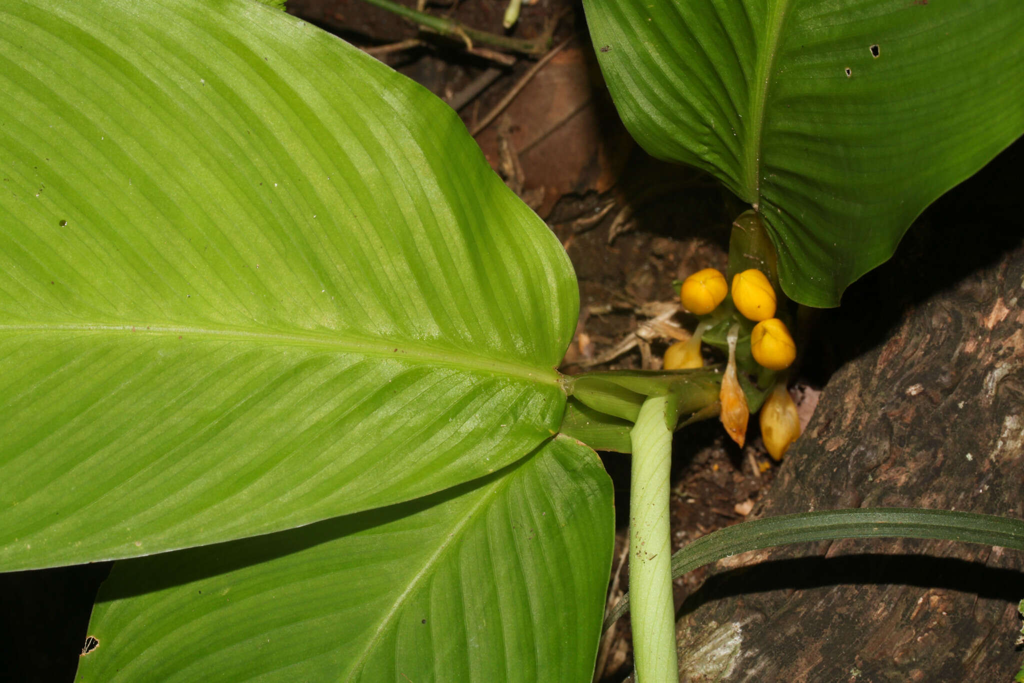 Image of Goeppertia panamensis (Rowlee) Borchs. & S. Suárez