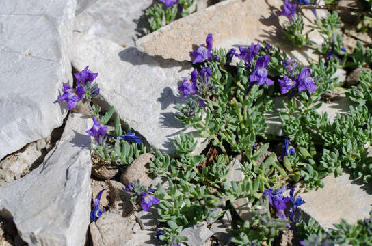 Image of Linaria alpina subsp. alpina