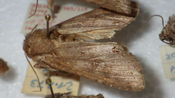 Image of Pale shining brown moth