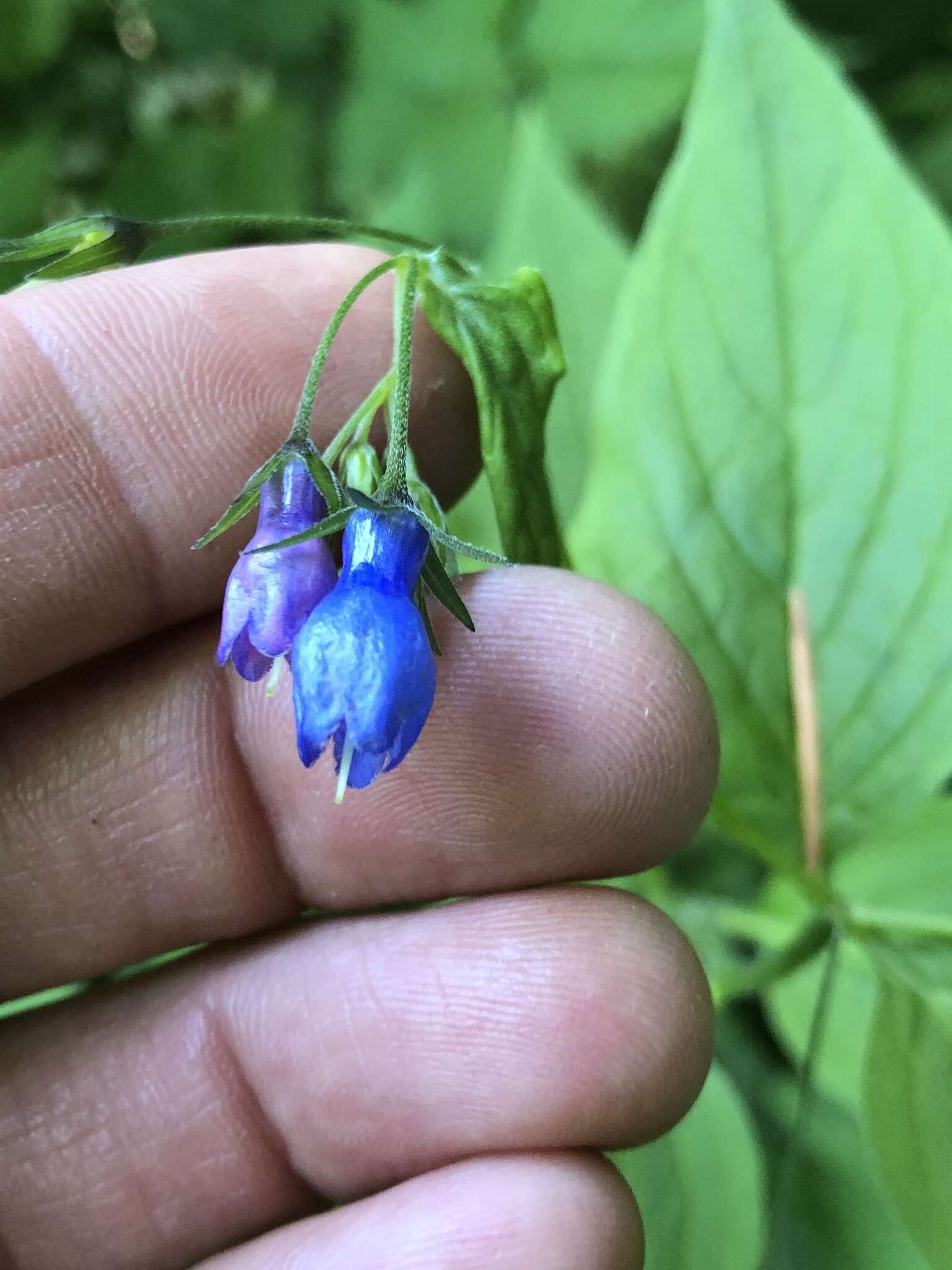 Imagem de Mertensia platyphylla A. A. Heller